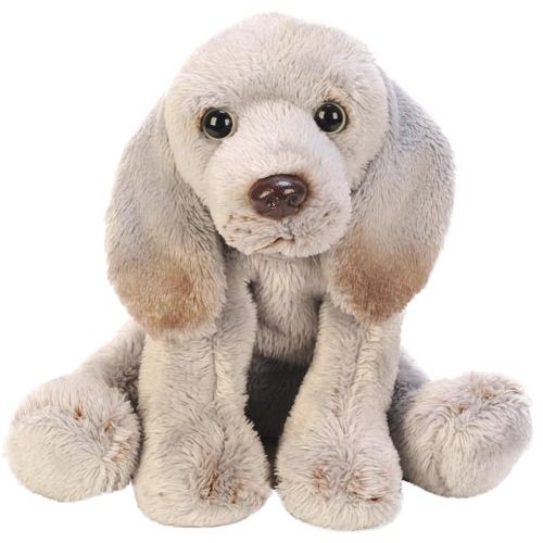 Sitting Weimaraner - Calm Cuddle Buddy