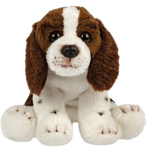 Springer spaniel - Calm Cuddle Buddy